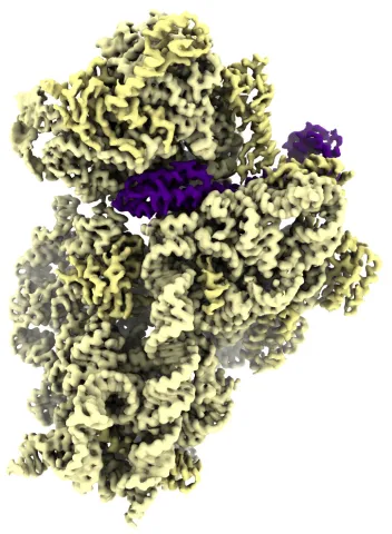 Structural Biology